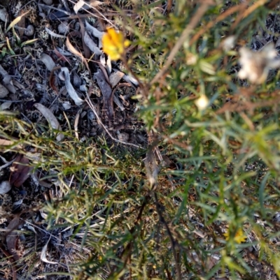 Xerochrysum sp. at Gundaroo, NSW - 5 May 2018 by MPennay