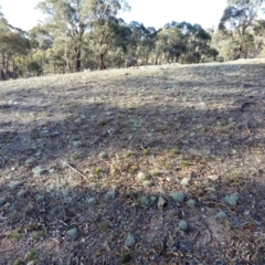 Leucochrysum albicans (Hoary Sunray) at Gundaroo, NSW - 13 May 2018 by MPennay