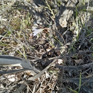 Wahlenbergia sp. at Gundaroo, NSW - 13 May 2018