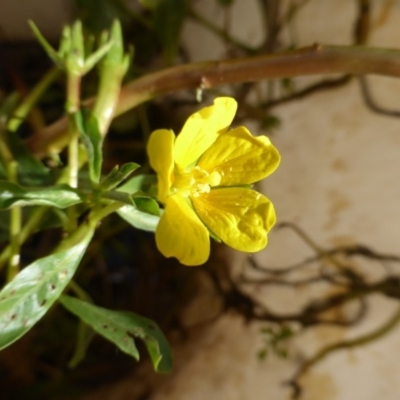 Ludwigia peploides subsp. montevidensis (Water Primrose) at Lake Burley Griffin West - 14 Feb 2017 by Mike