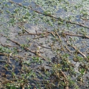 Ludwigia peploides subsp. montevidensis at Yarralumla, ACT - 14 Feb 2017