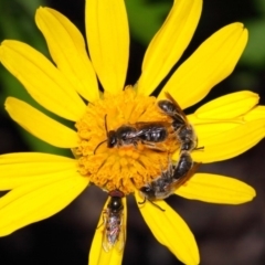 Lasioglossum (Chilalictus) lanarium (Halictid bee) at Evatt, ACT - 26 Oct 2015 by Tim L