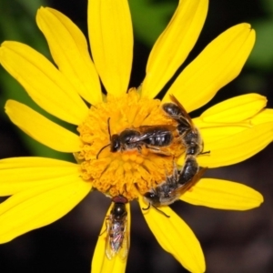 Lasioglossum (Chilalictus) lanarium at Evatt, ACT - 26 Oct 2015 06:41 PM