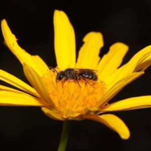 Lasioglossum (Chilalictus) sp. (genus & subgenus) at Evatt, ACT - 30 Oct 2015