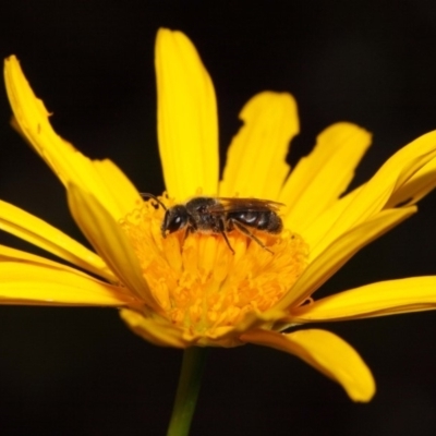 Lasioglossum (Chilalictus) sp. (genus & subgenus) (Halictid bee) at Evatt, ACT - 30 Oct 2015 by TimL