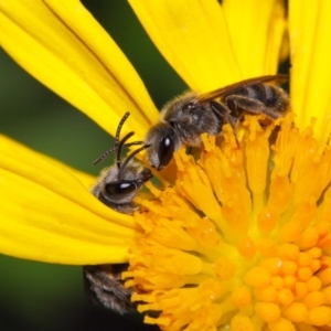 Lasioglossum (Chilalictus) sp. (genus & subgenus) at Evatt, ACT - 6 Nov 2015 06:15 PM