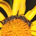 Lasioglossum (Chilalictus) lanarium at Evatt, ACT - 18 Nov 2015