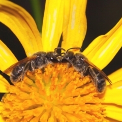 Lasioglossum (Chilalictus) lanarium (Halictid bee) at Evatt, ACT - 18 Nov 2015 by TimL