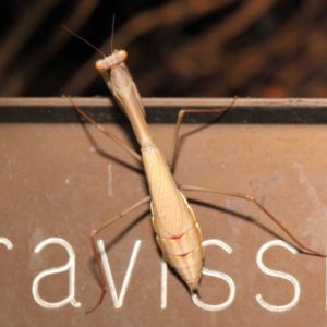 Pseudomantis albofimbriata at Acton, ACT - 20 Apr 2018