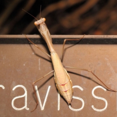 Pseudomantis albofimbriata (False garden mantis) at Acton, ACT - 20 Apr 2018 by TimL