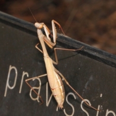 Pseudomantis albofimbriata at Acton, ACT - 20 Apr 2018