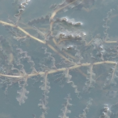 Potamogeton crispus (Curly Pondweed) at Point Hut to Tharwa - 9 Apr 2018 by michaelb