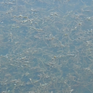 Potamogeton crispus at Paddys River, ACT - 9 Apr 2018