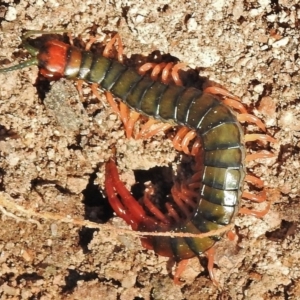 Cormocephalus aurantiipes at Paddys River, ACT - 17 May 2018