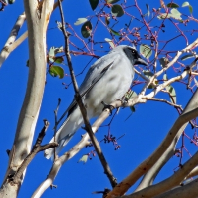 Coracina novaehollandiae (Black-faced Cuckooshrike) at Fyshwick, ACT - 15 May 2018 by RodDeb