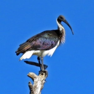 Threskiornis spinicollis at Fyshwick, ACT - 16 May 2018 09:52 AM