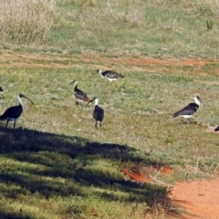 Threskiornis spinicollis at Fyshwick, ACT - 16 May 2018 09:52 AM