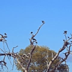 Threskiornis spinicollis at Fyshwick, ACT - 16 May 2018 09:52 AM