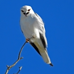 Elanus axillaris (Black-shouldered Kite) at Fyshwick, ACT - 16 May 2018 by RodDeb