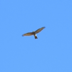 Accipiter cirrocephalus (Collared Sparrowhawk) at Jerrabomberra Wetlands - 16 May 2018 by RodDeb