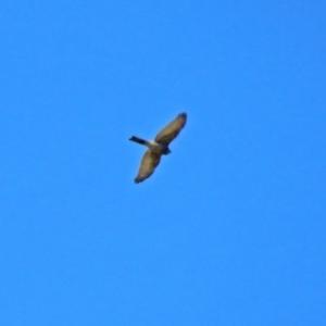 Accipiter cirrocephalus at Fyshwick, ACT - 16 May 2018