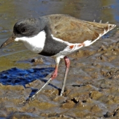 Erythrogonys cinctus (Red-kneed Dotterel) at Jerrabomberra Wetlands - 16 May 2018 by RodDeb