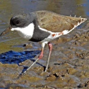 Erythrogonys cinctus at Fyshwick, ACT - 16 May 2018