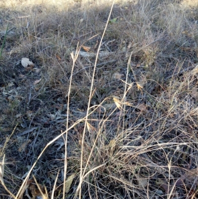 Themeda triandra (Kangaroo Grass) at Sutton, NSW - 17 May 2018 by MPennay