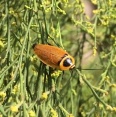 Ellipsidion australe (Austral Ellipsidion cockroach) at Hackett, ACT - 9 Jan 2018 by JaneR