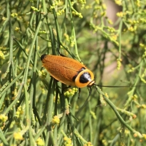 Ellipsidion australe at Hackett, ACT - 9 Jan 2018