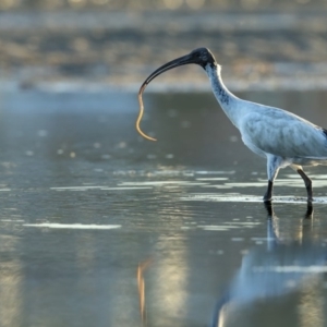 Threskiornis molucca at Merimbula, NSW - 17 May 2018 04:20 PM