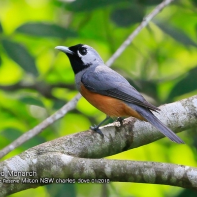 Monarcha melanopsis (Black-faced Monarch) at Milton Rainforest Bushcare - 30 Jan 2018 by CharlesDove