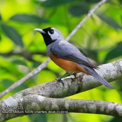 Monarcha melanopsis (Black-faced Monarch) at Milton Rainforest Walking Track - 30 Jan 2018 by CharlesDove