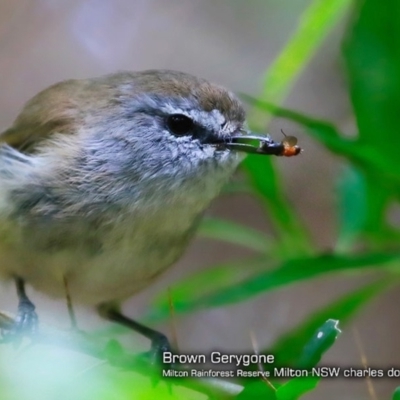 Gerygone mouki (Brown Gerygone) at Milton Rainforest Walking Track - 29 Jan 2018 by Charles Dove