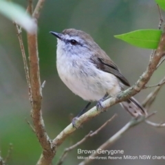 Gerygone mouki at Milton Rainforest - 30 Jan 2018