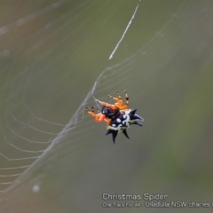 Austracantha minax (Christmas Spider, Jewel Spider) at Ulladulla Reserves Bushcare - 29 Jan 2018 by CharlesDove