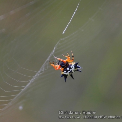 Austracantha minax (Christmas Spider, Jewel Spider) at Ulladulla Reserves Bushcare - 28 Jan 2018 by Charles Dove