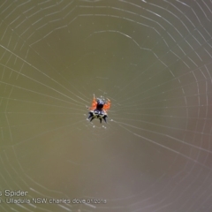 Austracantha minax at Ulladulla, NSW - 29 Jan 2018