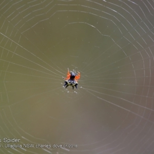 Austracantha minax at Ulladulla, NSW - 29 Jan 2018 12:00 AM