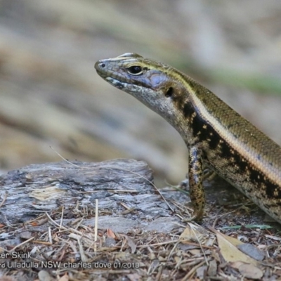 Eulamprus quoyii (Eastern Water Skink) at Ulladulla - Warden Head Bushcare - 28 Jan 2018 by Charles Dove