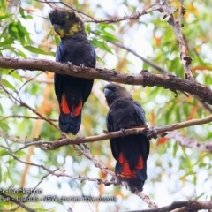 Calyptorhynchus lathami lathami (Glossy Black-Cockatoo) at Undefined - 27 Jan 2018 by Charles Dove