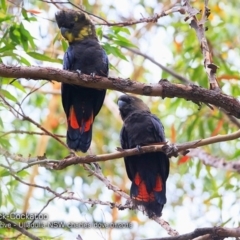 Calyptorhynchus lathami lathami (Glossy Black-Cockatoo) at Undefined - 28 Jan 2018 by CharlesDove