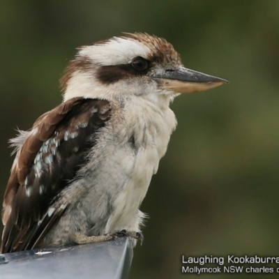 Dacelo novaeguineae (Laughing Kookaburra) at Undefined - 26 Jan 2018 by Charles Dove