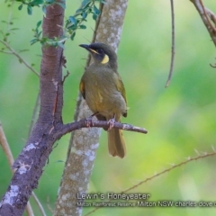 Meliphaga lewinii (Lewin's Honeyeater) at Milton Rainforest Bushcare - 28 Jan 2018 by CharlesDove