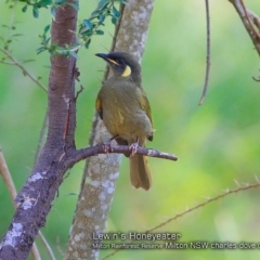 Meliphaga lewinii (Lewin's Honeyeater) at Milton Rainforest Walking Track - 28 Jan 2018 by CharlesDove