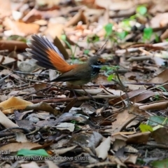 Rhipidura rufifrons (Rufous Fantail) at Milton Rainforest Bushcare - 30 Jan 2018 by CharlesDove