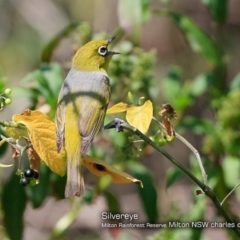 Rhipidura rufifrons at Milton Rainforest - 30 Jan 2018