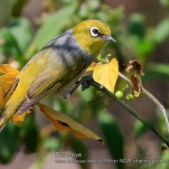 Rhipidura rufifrons at Milton Rainforest - 30 Jan 2018