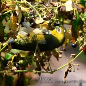 Rhipidura rufifrons at Milton Rainforest - 30 Jan 2018 12:00 AM