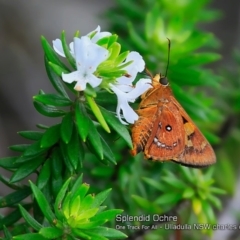 Trapezites symmomus (Splendid Ochre) at Ulladulla, NSW - 28 Jan 2018 by Charles Dove